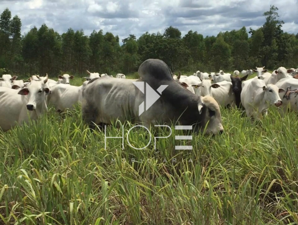 Imagens do imóveis Fazenda 326 Alqueires - Dupla Aptidão - Unaí MG - Entre Unaí e Paracatu - Margens de Rodovia