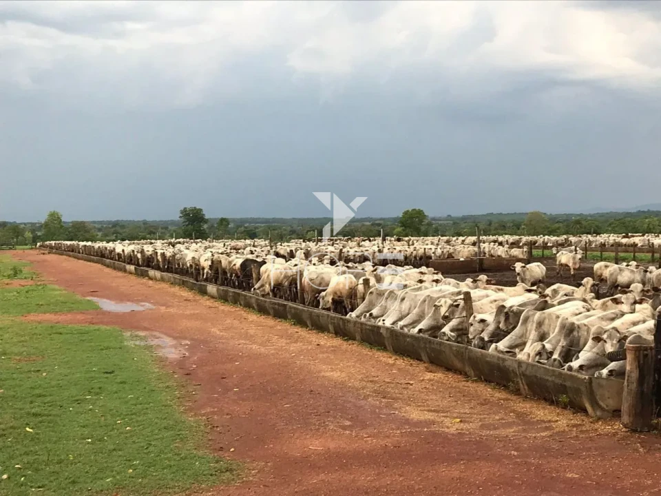 Imagens do imóveis Propriedade à Venda de Alto Padrão - Asfaltada e Homologada C/Hangar – 3.872 Hectares – São Miguel do Araguaia – GO