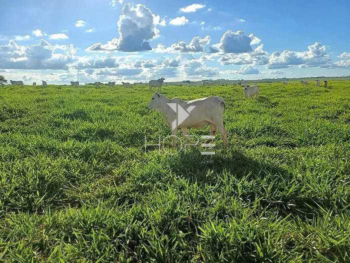 Imagens do imóveis Fazenda à Venda - 80% Plano – 110 Alqueires – Costa Machado – Costa Machado/SP
