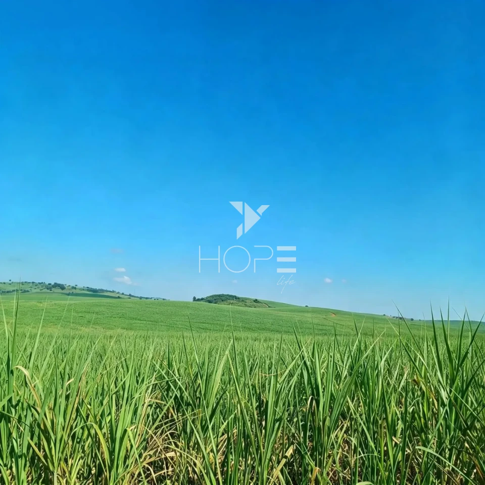 Imagens do imóveis Fazenda à Venda – 100 Alqueires – Região da Usina Alto Alegre – Colorado/PR