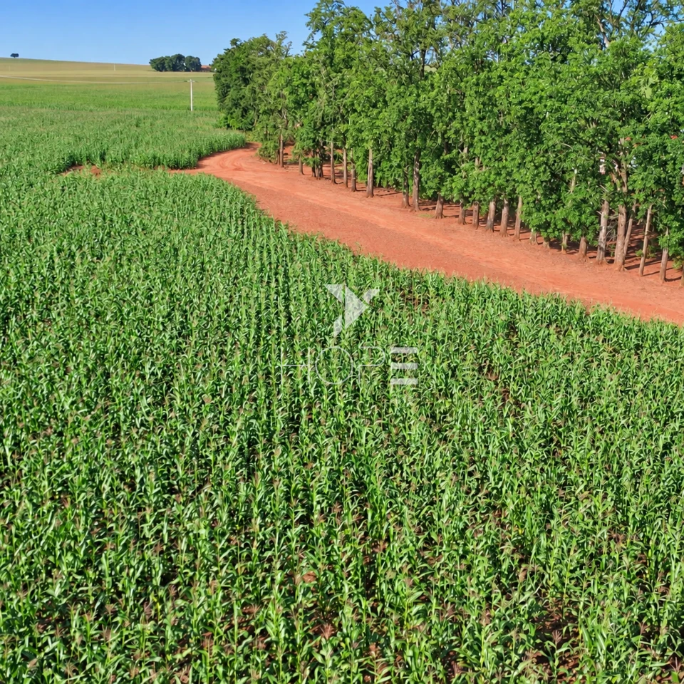 Imagens do imóveis Fazenda á Venda - 755 Hectares - Frente para a Represa do Rio Tibagi - Sertaneja/PR