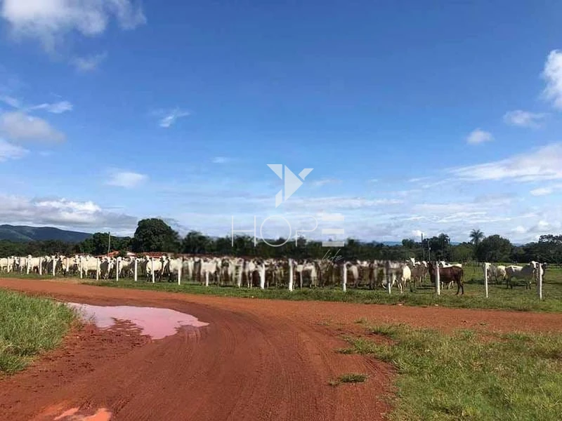 Imagens do imóveis Fazenda à venda 1.000 alqueires pecuária porteira fechada com pista de pouso – Formosa – Goiás