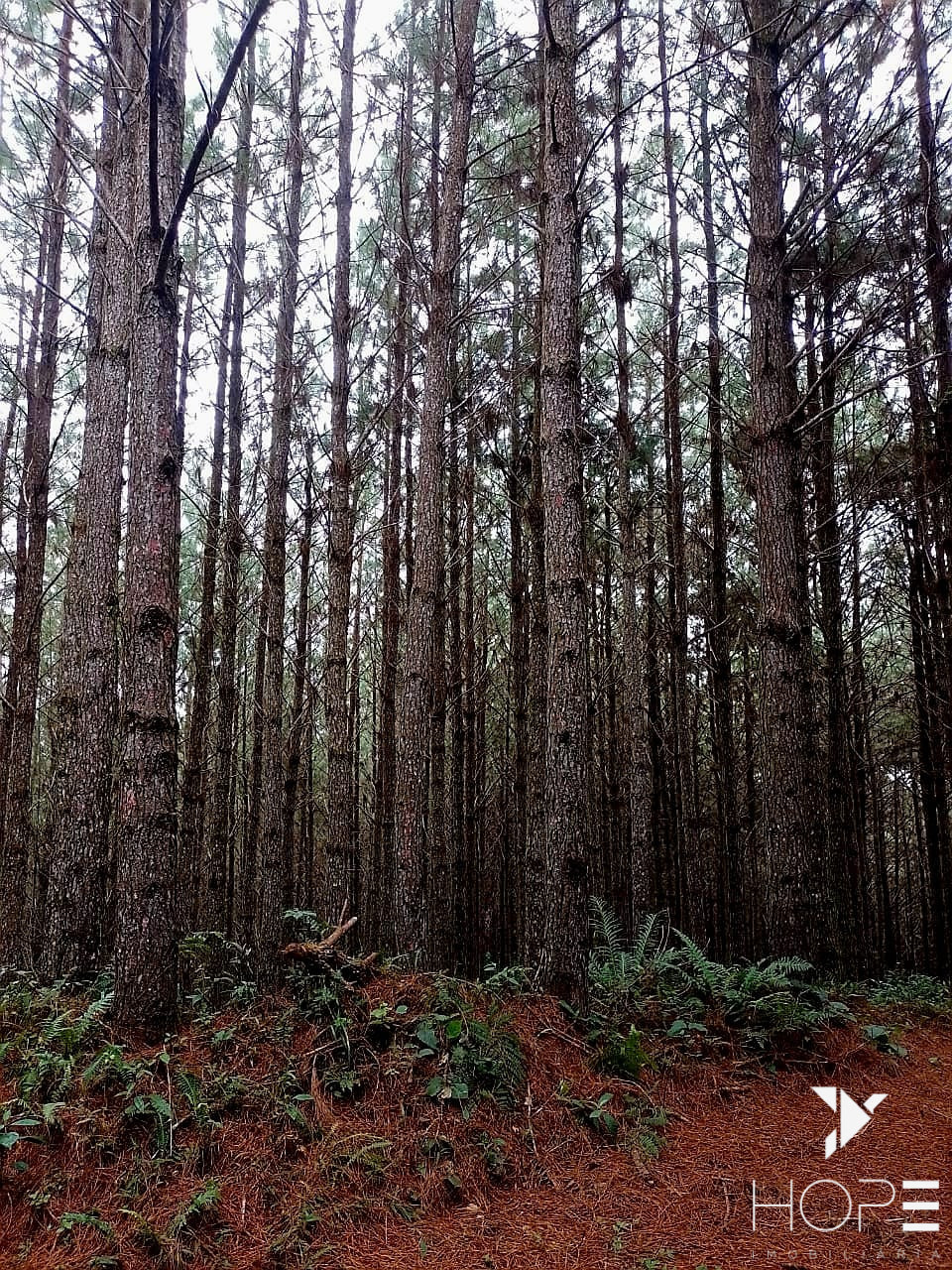 Imagens do imóveis Fazenda de Pinus à venda em Adrianópolis/PR – 200 hectares