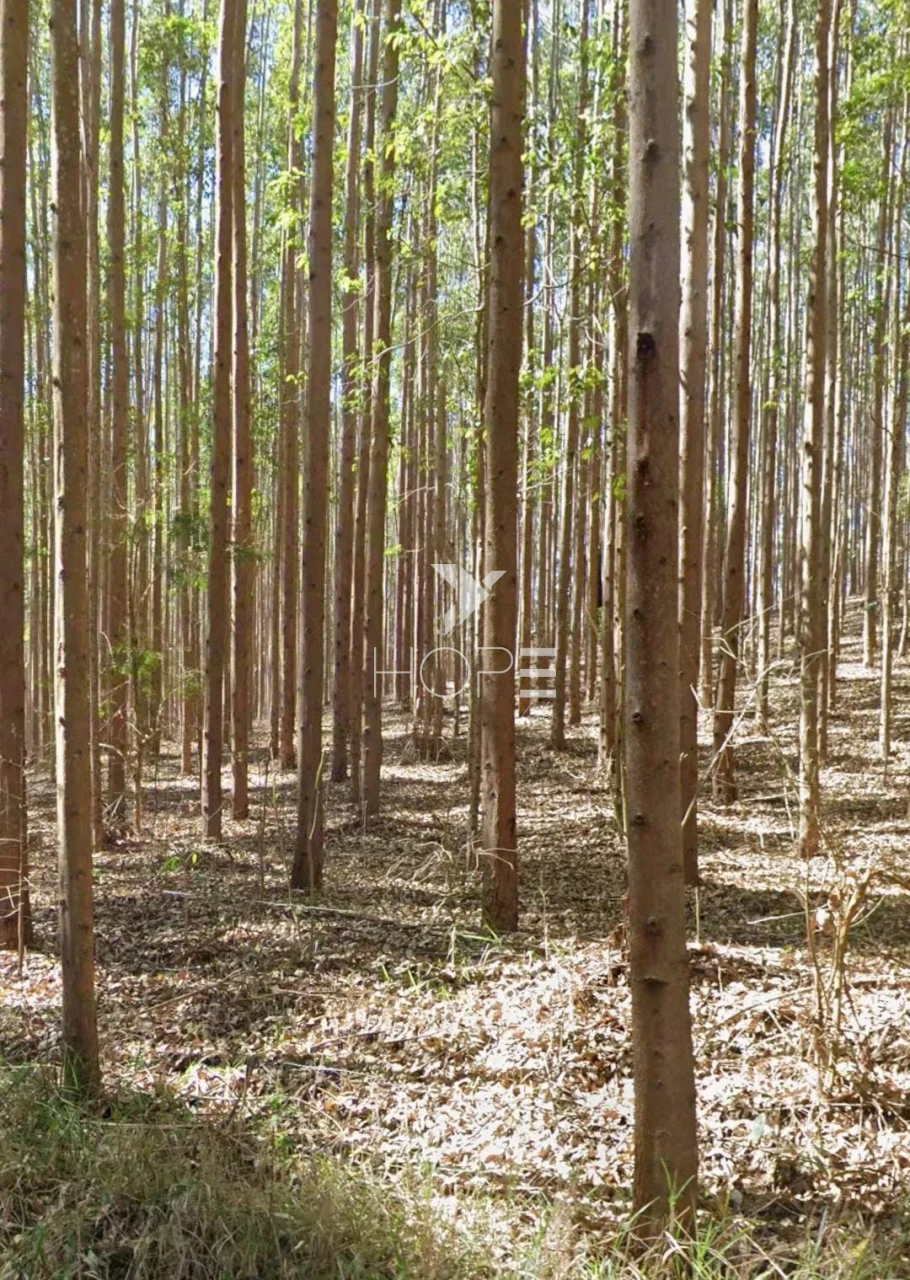 Imagens do imóveis Fazenda de eucalipto à venda com 124 alqueires - alto potencial florestal - Vale do Paraíba - Paraíbuna SP