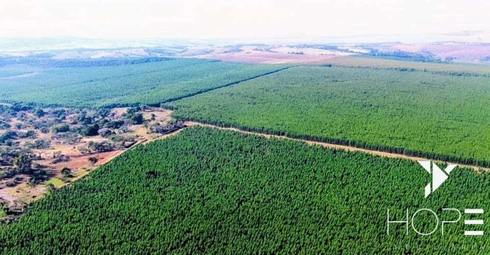 Fazenda com Eucalipto à Venda em Itu/SP – Renda Garantida com Arrendamento à Suzano