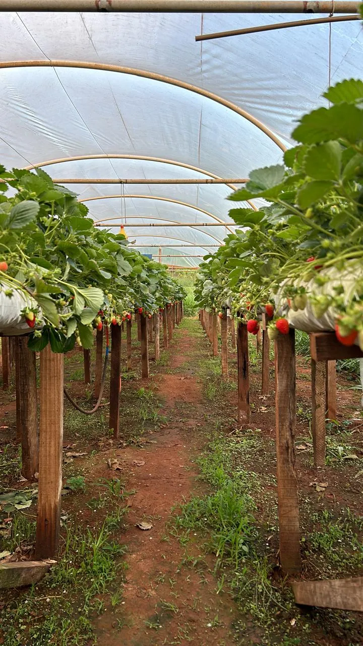 Imagens do imóveis SÍTIO A VENDA
