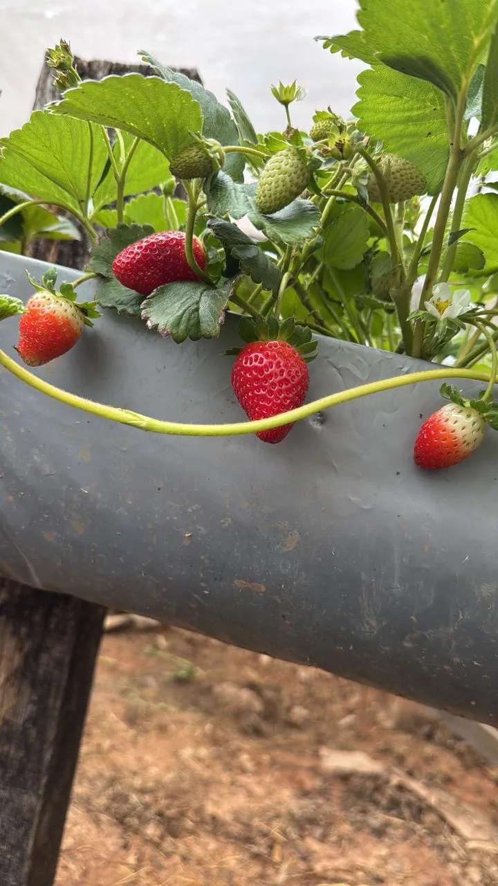 Imagens do imóveis SÍTIO A VENDA