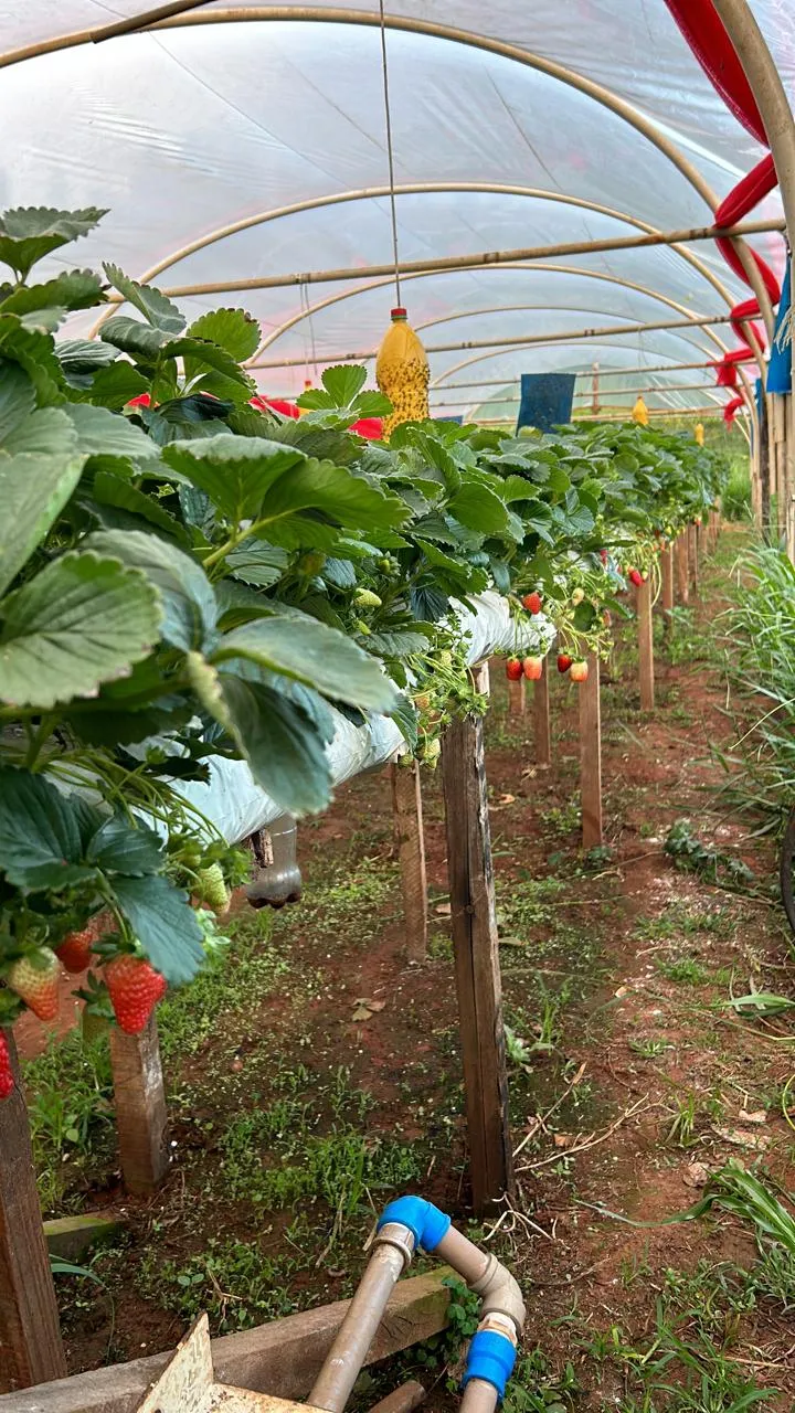 Imagens do imóveis SÍTIO A VENDA