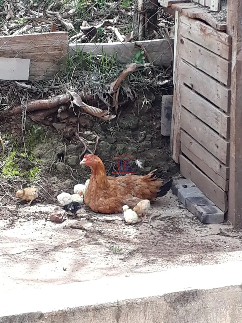 Imagens do imóveis CHÁCARA  BELA VISTA DO PARAÍSO