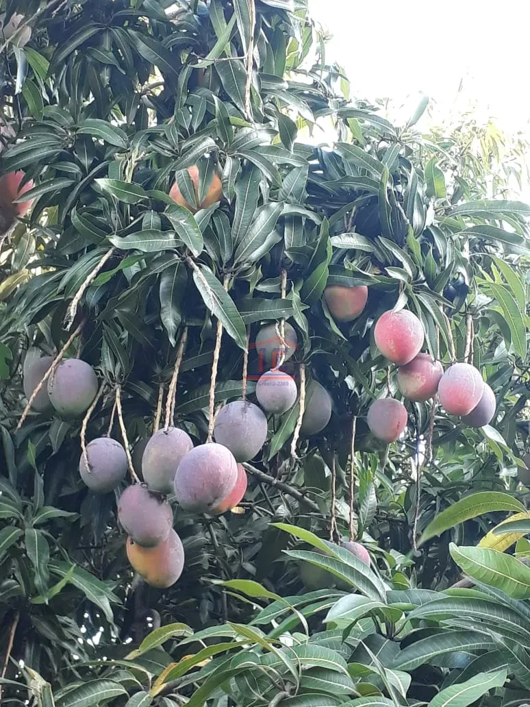 Imagens do imóveis CHÁCARA  BELA VISTA DO PARAÍSO
