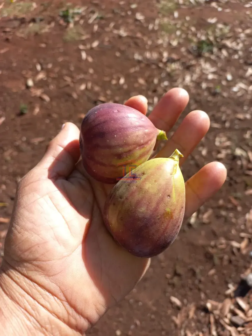 Imagens do imóveis CHÁCARA  BELA VISTA DO PARAÍSO