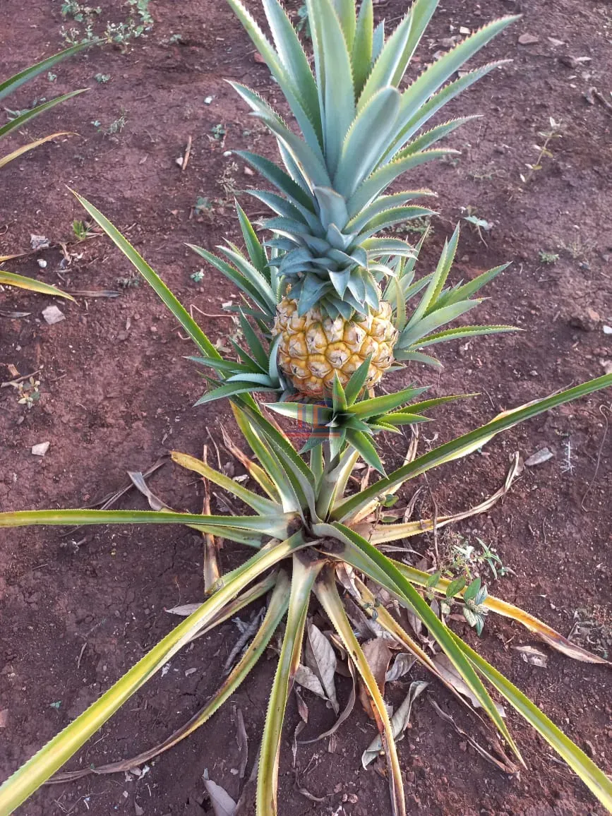 Imagens do imóveis CHÁCARA  BELA VISTA DO PARAÍSO