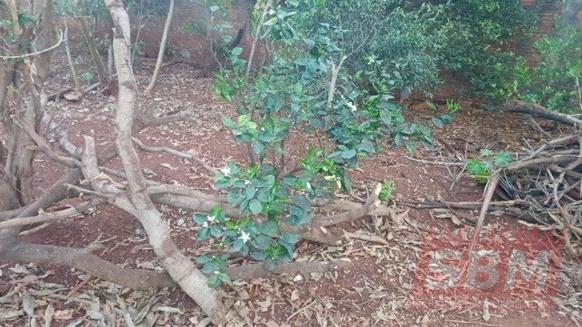 Fazenda/Sítios/Chácaras à venda ZONA RURAL Igaraçu do Tietê