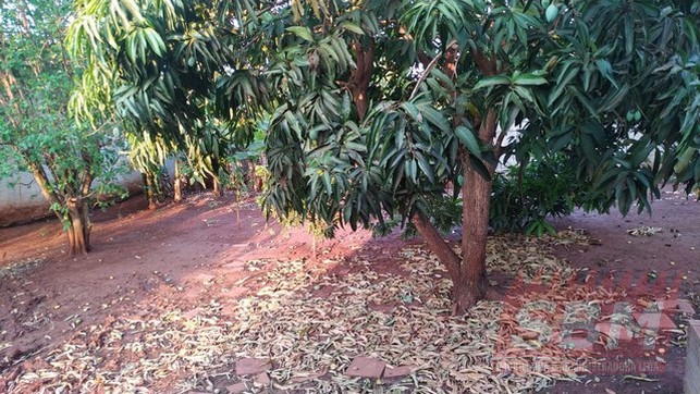Fazenda/Sítios/Chácaras à venda PARK BOA VISTA Igaraçu do Tietê