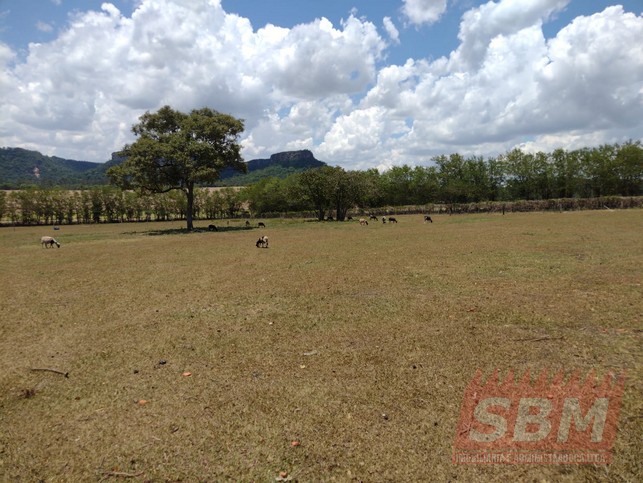 Fazenda/Sítios/Chácaras à venda Pedra Branca Mineiros do Tiête