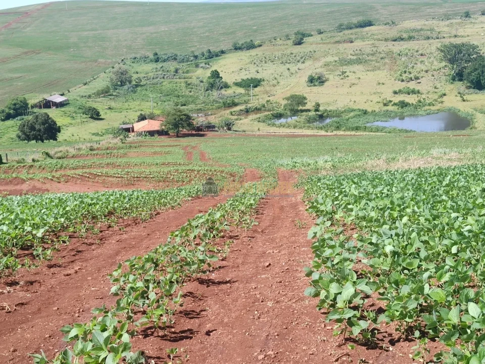 Imagens do imóveis Fazenda 100 alqueires