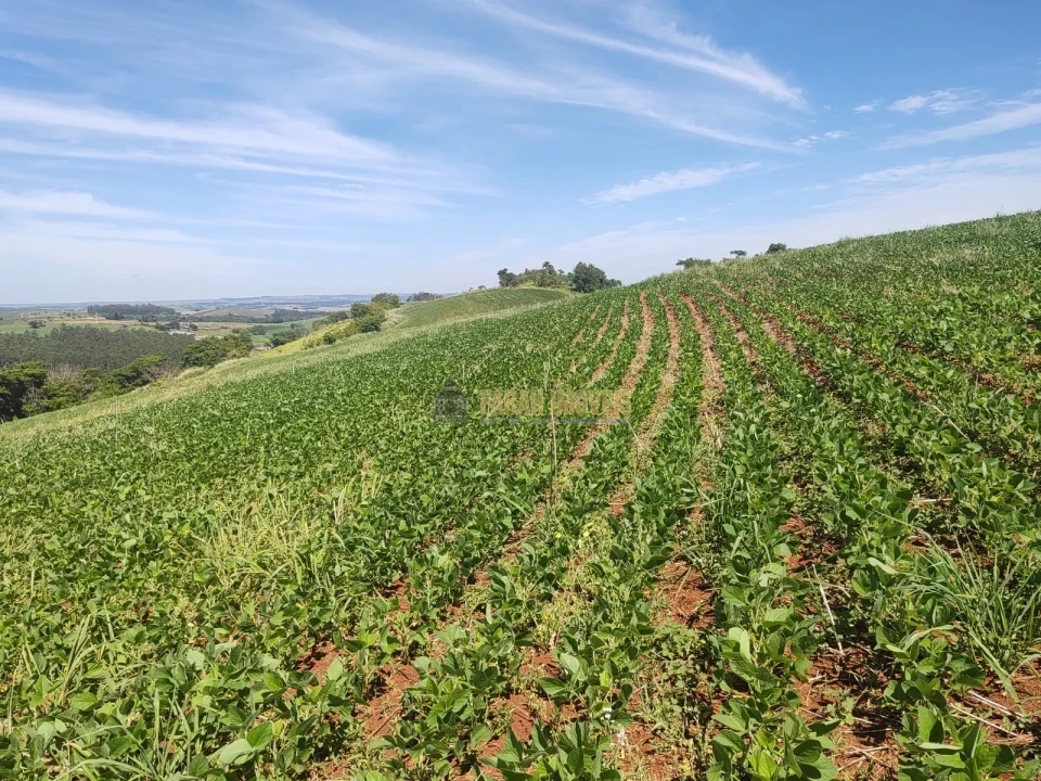 Imagens do imóveis Fazenda 100 alqueires