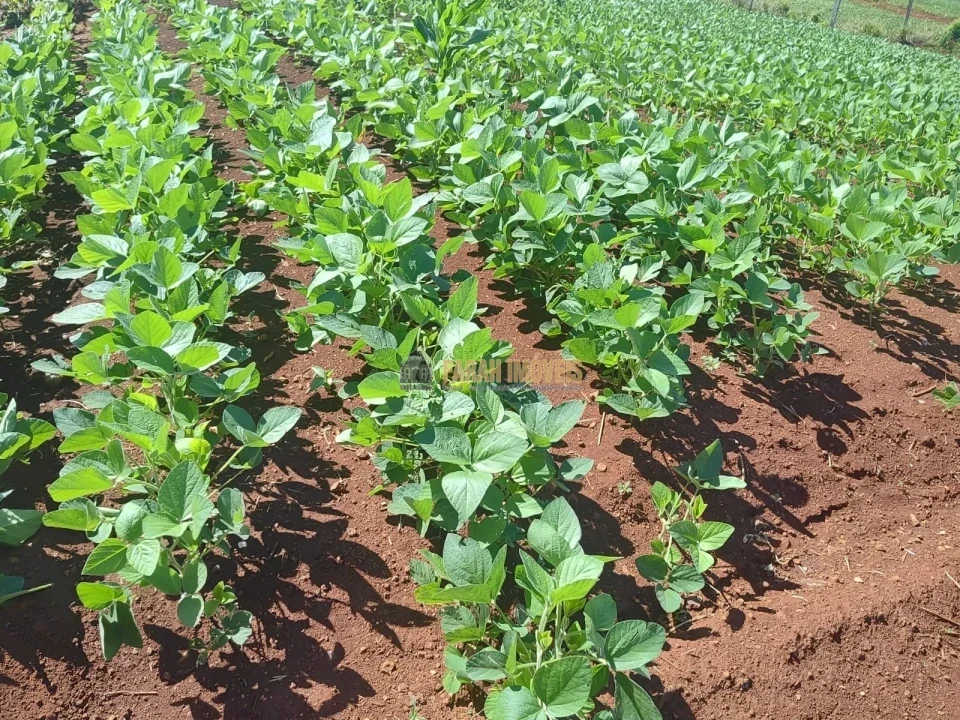Imagens do imóveis Fazenda 100 alqueires