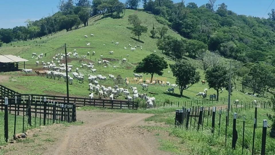 Imagens do imóveis Fazenda 100 alqueires