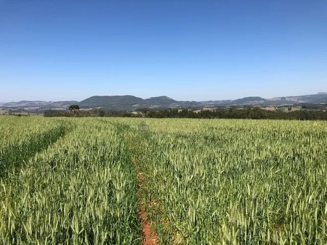 FAZENDA EM TAMARANA -PR, com 1.000 Hectares