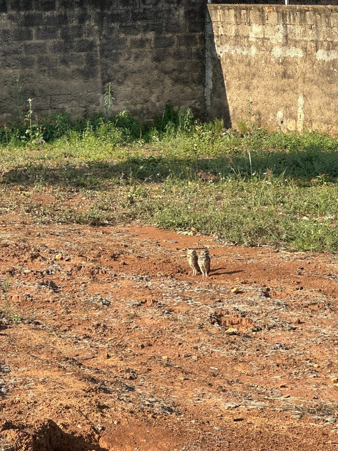 Imagens do imóveis Terreno Lote à venda com 600 m² e 14 metros de frente no Bairro Jardim Longatto em Mogi Mirim, SP