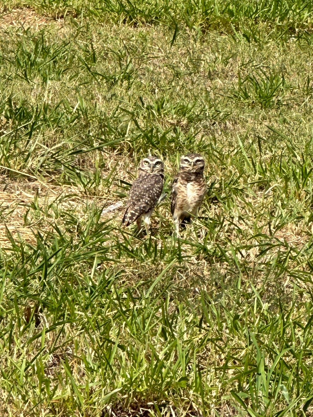 Imagens do imóveis Lote terreno em condomínio fechado interior Mogi Mirim SP Baixa mogiana Flor D'aldeia
