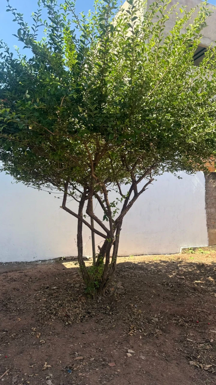 Imagens do imóveis Casa Á Venda Parque Sagrada Família Rondonópolis