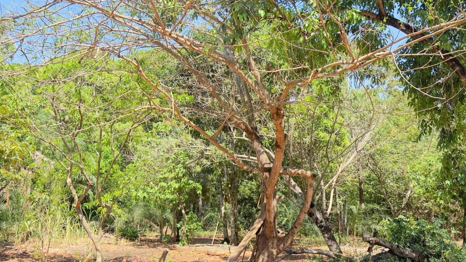 Imagens do imóveis Fazenda/Sítios/Chácaras Á Venda Sítios De Recreio Recanto Maria Flávia Rondonópolis