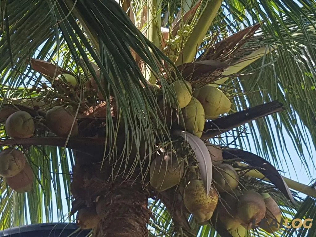 Imagens do imóveis Chácara para Venda em Cáceres / MT no bairro Alameda