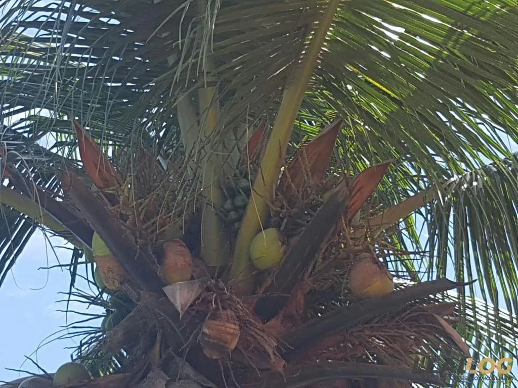 Imagens do imóveis Chácara para Venda em Cáceres / MT no bairro Alameda