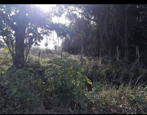 Fazenda, sítio ou chácara à venda em Santa Alice, Itaguaí - Santa Alice, Itaguaí