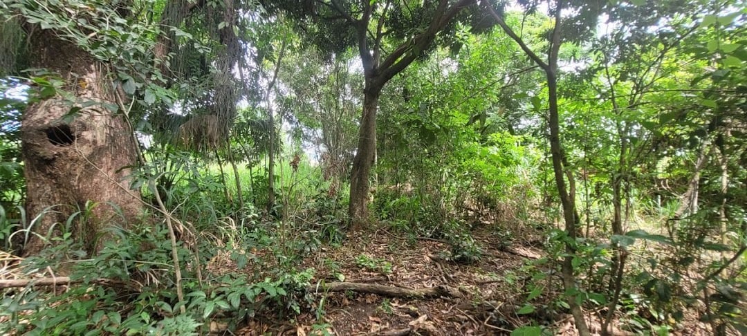 Terreno à venda em Guaratiba, Rio de Janeiro - foto 16