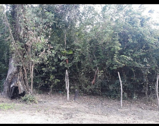 Fazenda, sítio ou chácara à venda em Santa Alice, Itaguaí - foto 3