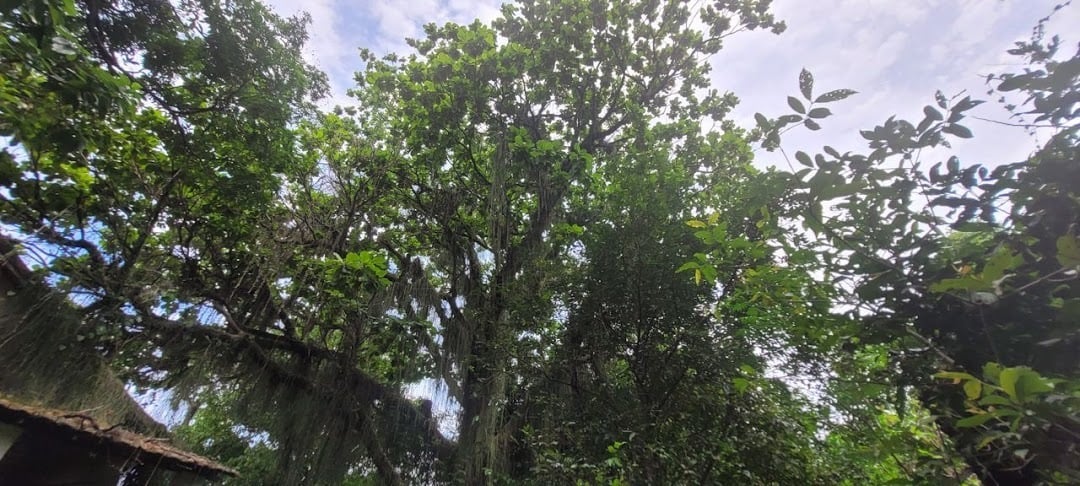 Terreno à venda em Guaratiba, Rio de Janeiro - foto 4