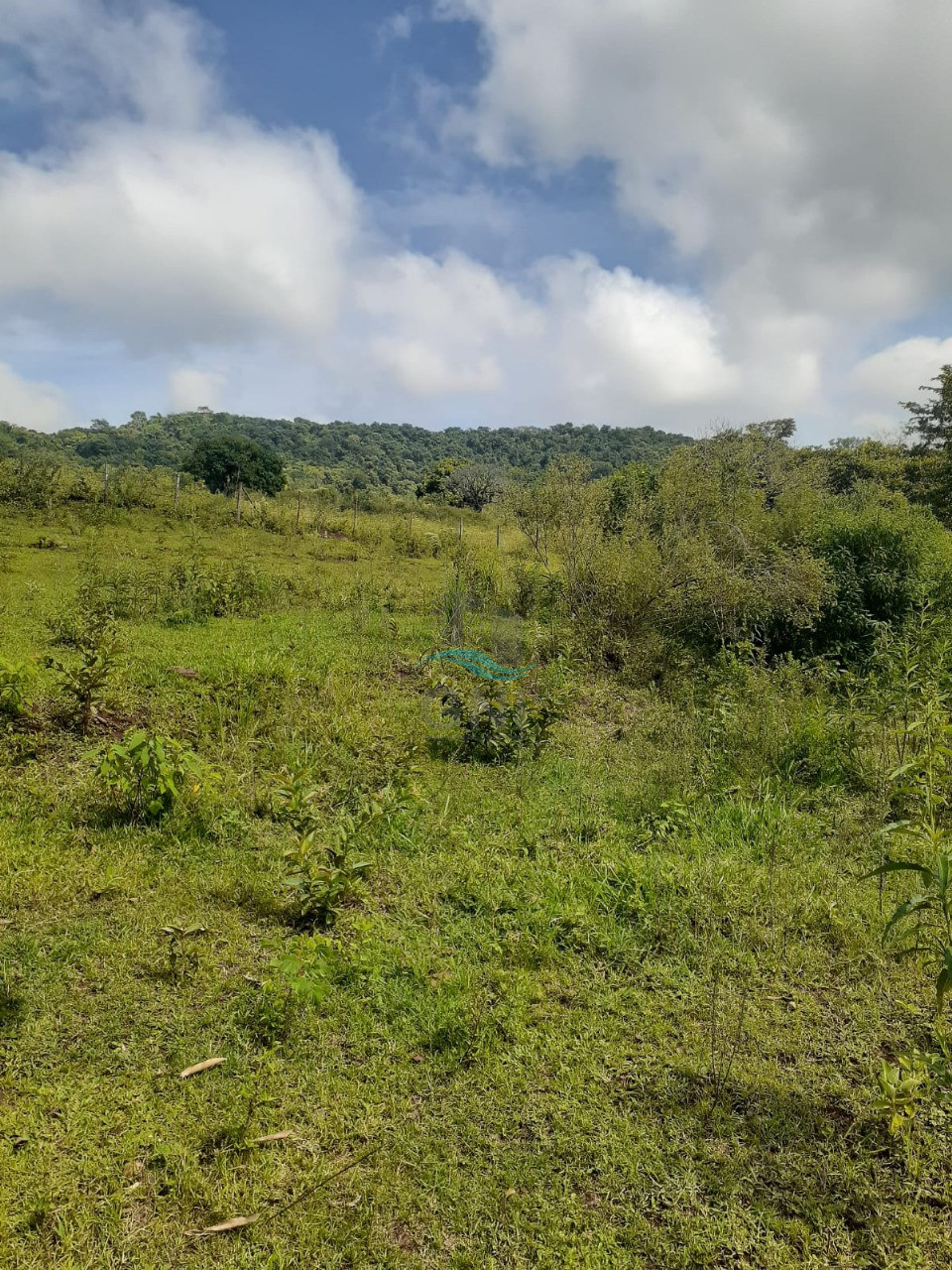 CHACARA A VENDA - LIMOEIRO Imagens do imóveis CHACARA A VENDA - LIMOEIRO