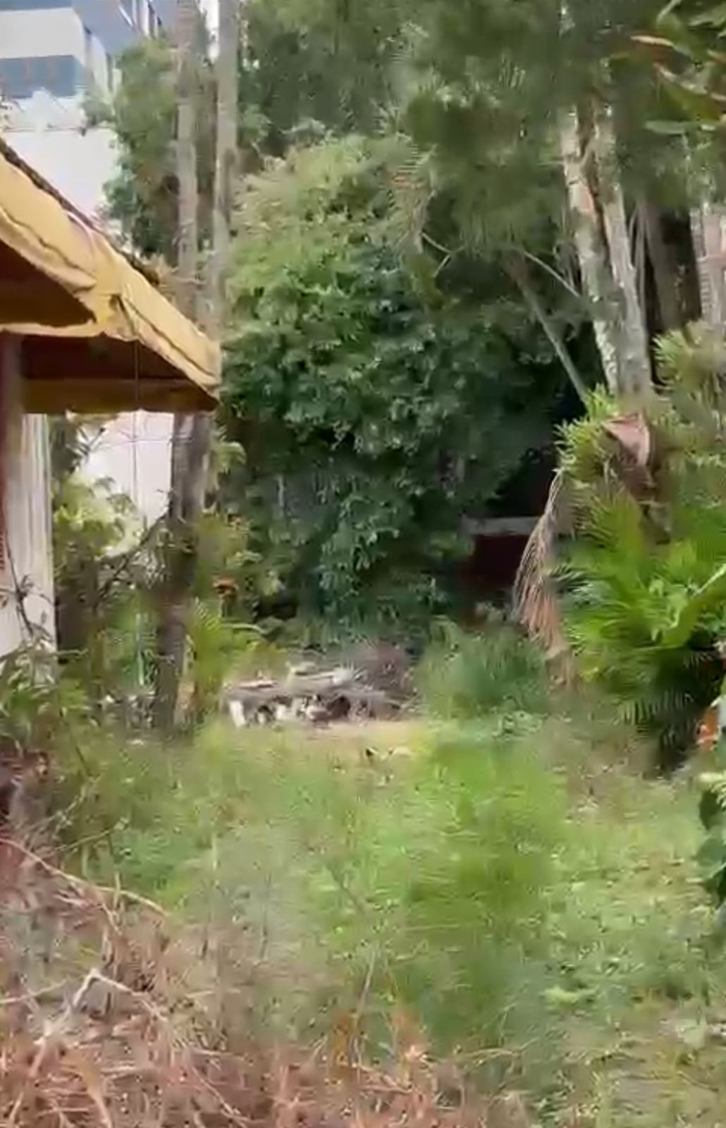 TERRENO A VENDA - DOM BOSCO Imagens do imóveis TERRENO A VENDA - DOM BOSCO