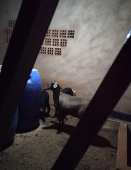 Imagens do imóveis Chácara  a venda - Recanto da Felicidade