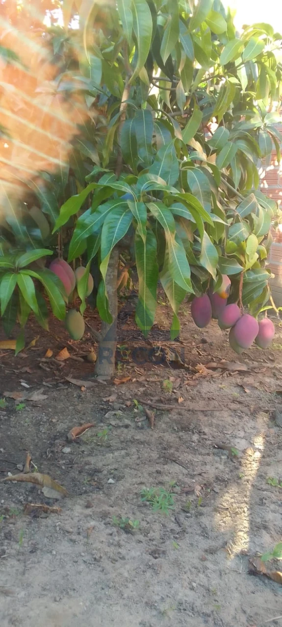 Imagens do imóveis Fazenda/Sítios/Chácaras À Venda Tupi Tupi