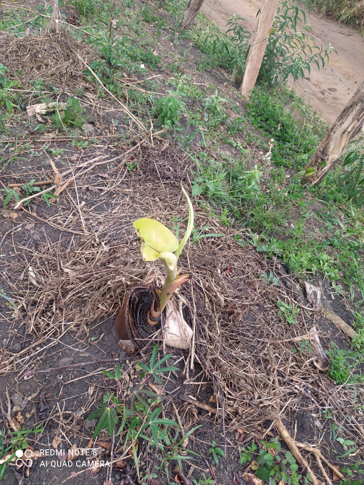 Fazenda 13,5 Hactare à Venda, Pau Brasil , Barra do Choça, BA - foto 11