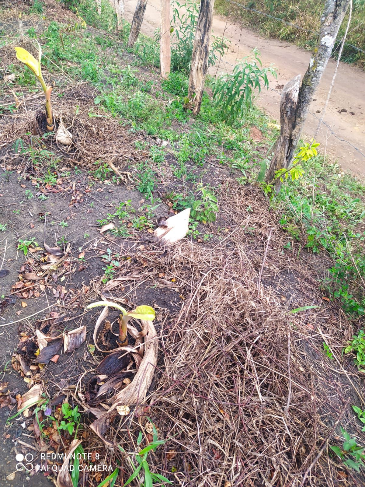 Fazenda 13,5 Hactare à Venda, Pau Brasil , Barra do Choça, BA - foto 12