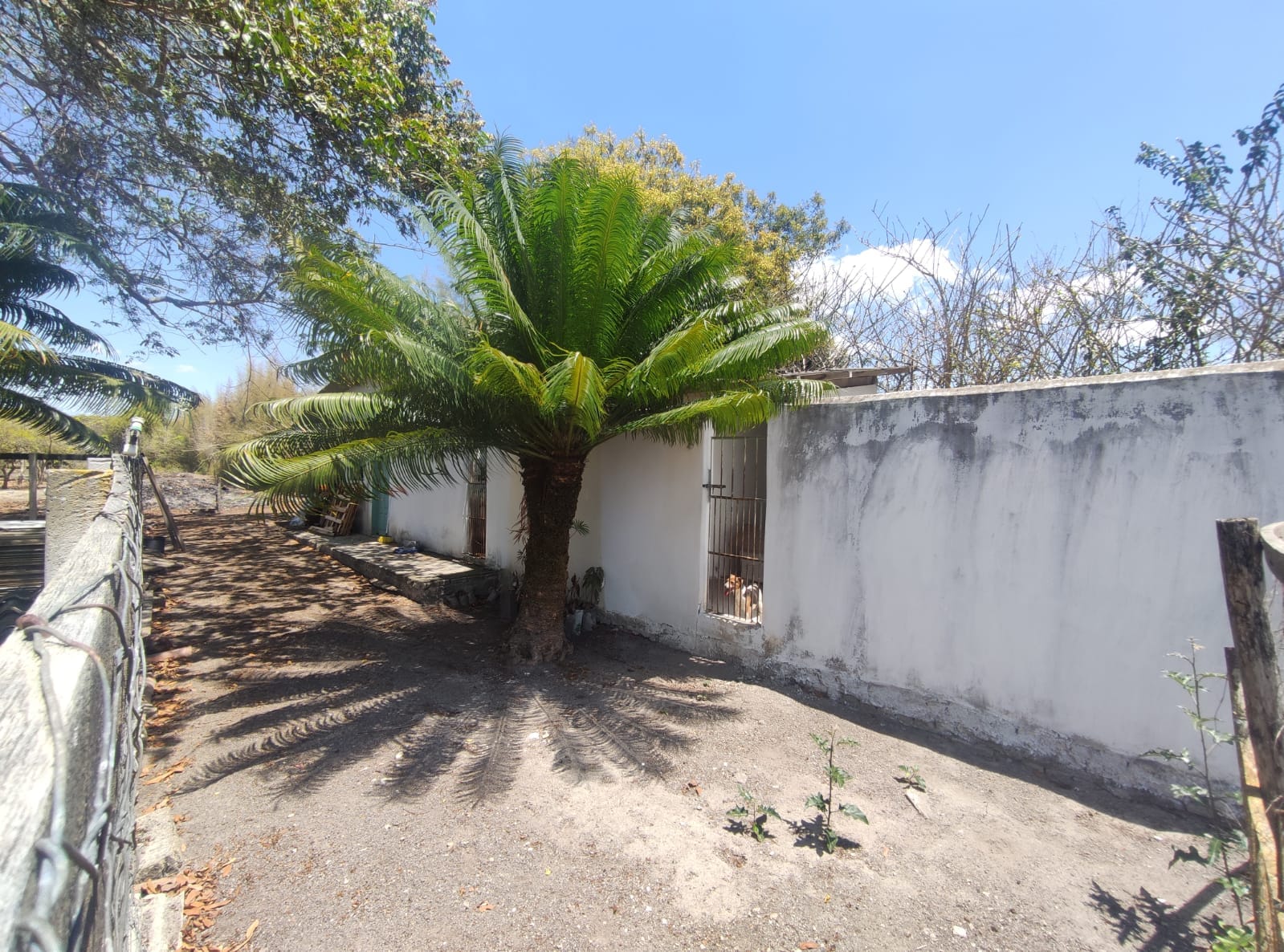 Sítio a venda na Lagoa das Flores com 2 casas, árvores frutíferas, poço artesiano, irrigação, baías para cavalos, tanque de peixe. Pertinho da ci - foto 13