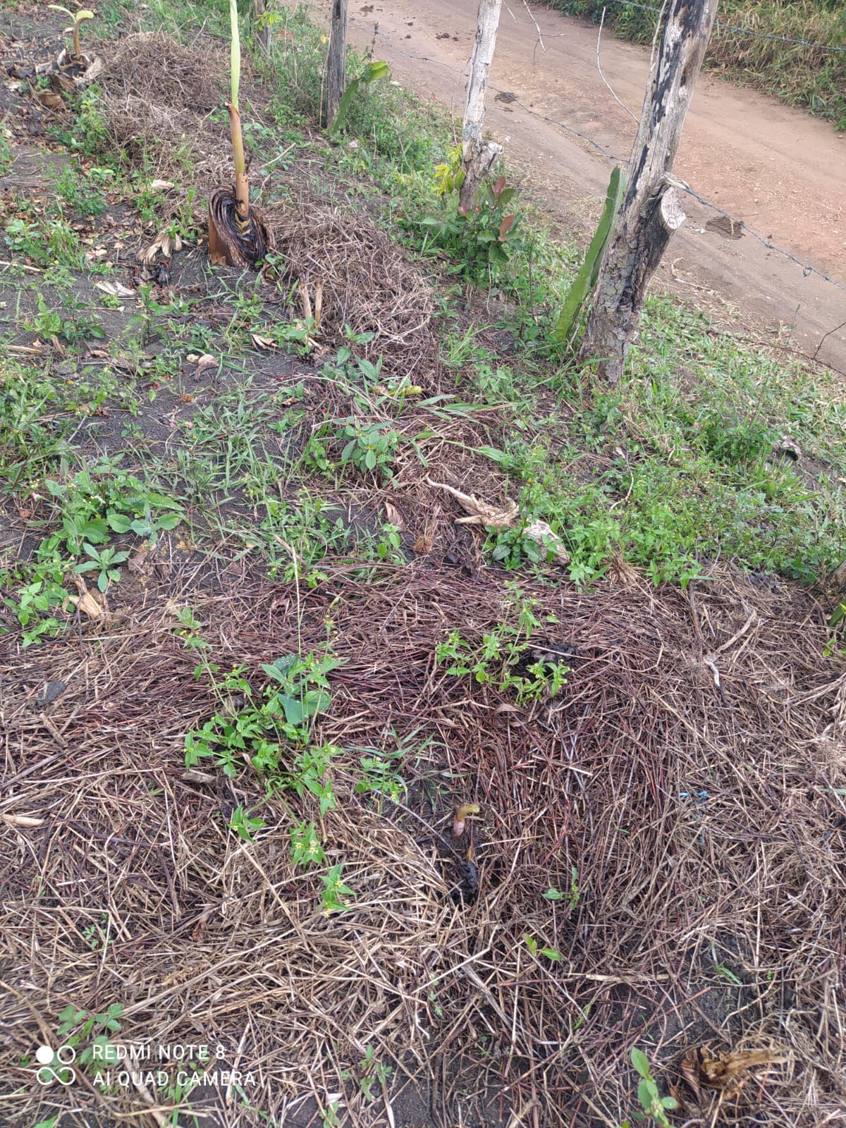Fazenda 13,5 Hactare à Venda, Pau Brasil , Barra do Choça, BA - foto 13