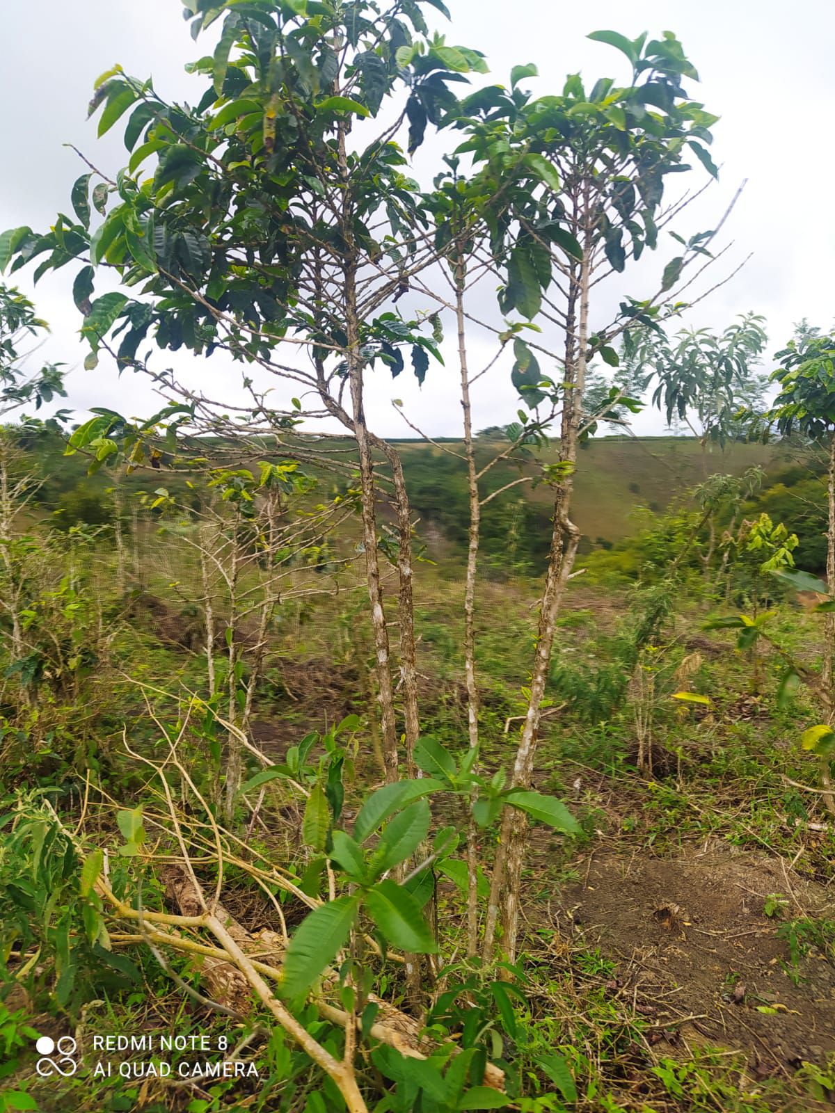 Fazenda 13,5 Hactare à Venda, Pau Brasil , Barra do Choça, BA - foto 14