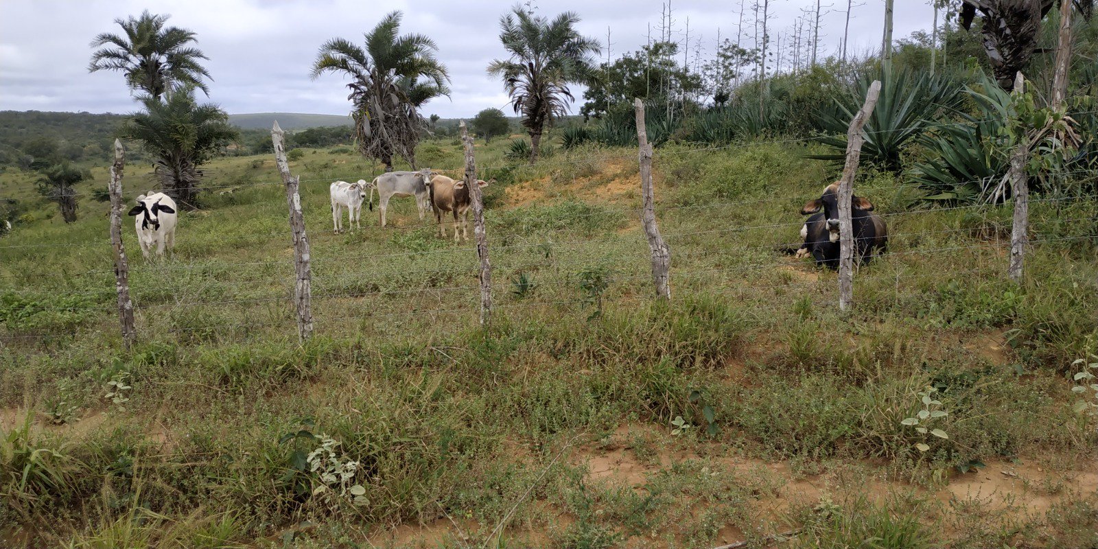 Fazenda a Venda Região do Morro do Chapéu - foto 13