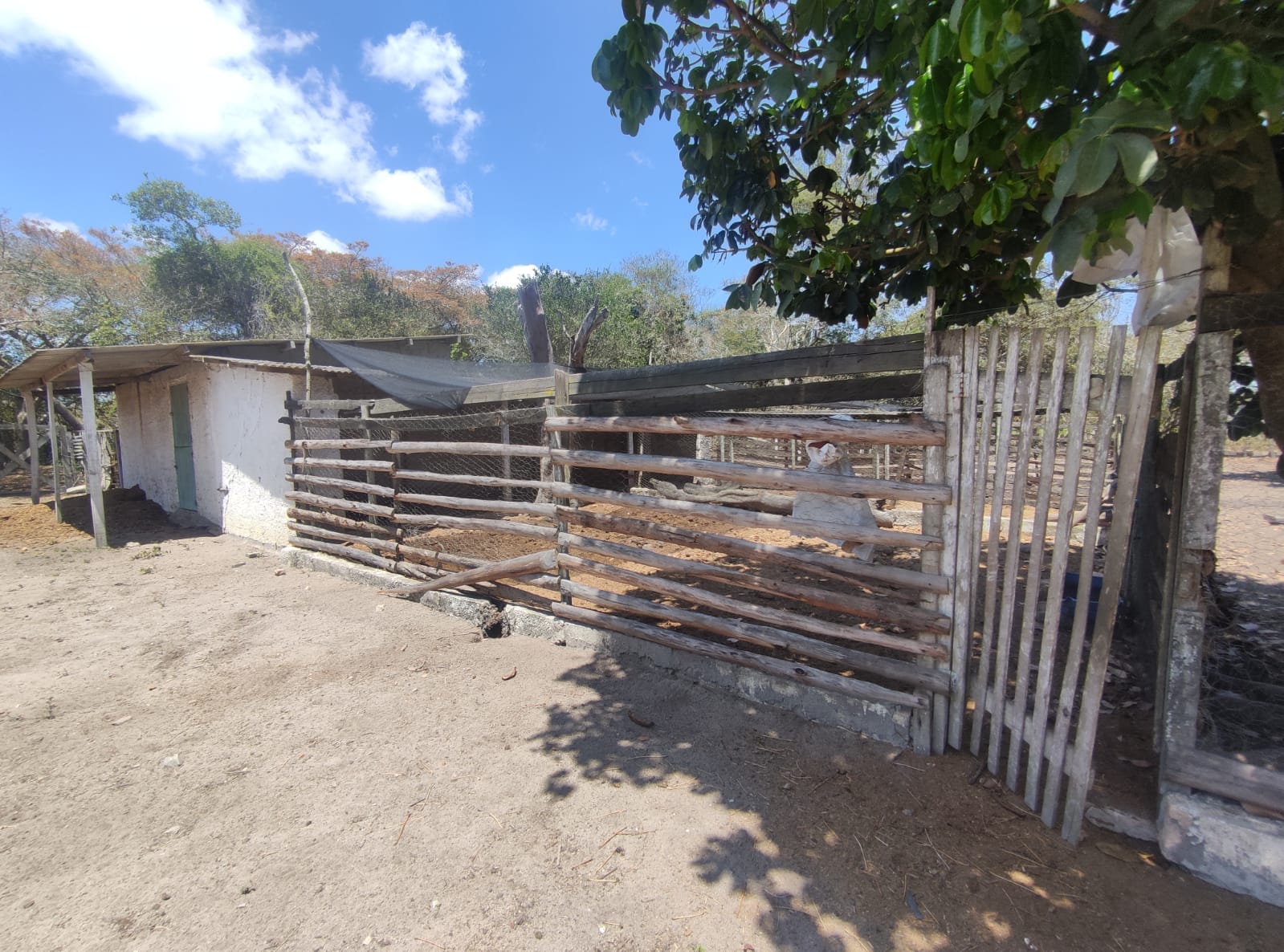 Sítio a venda na Lagoa das Flores com 2 casas, árvores frutíferas, poço artesiano, irrigação, baías para cavalos, tanque de peixe. Pertinho da ci - foto 15