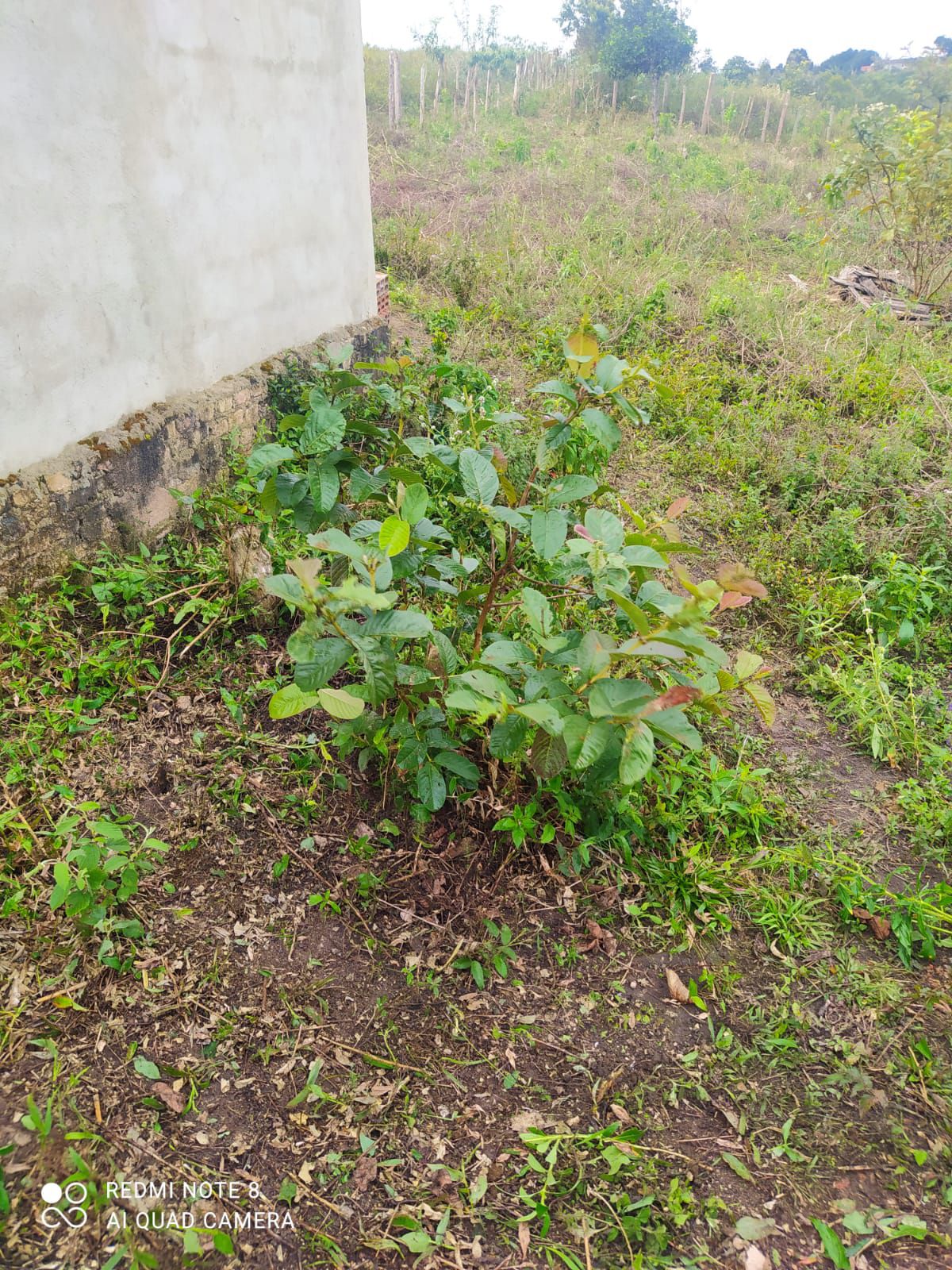 Fazenda 13,5 Hactare à Venda, Pau Brasil , Barra do Choça, BA - foto 15