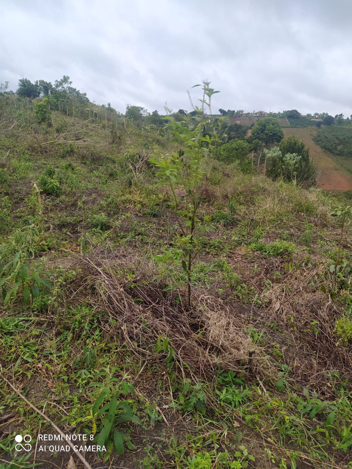 Fazenda 13,5 Hactare à Venda, Pau Brasil , Barra do Choça, BA - foto 16