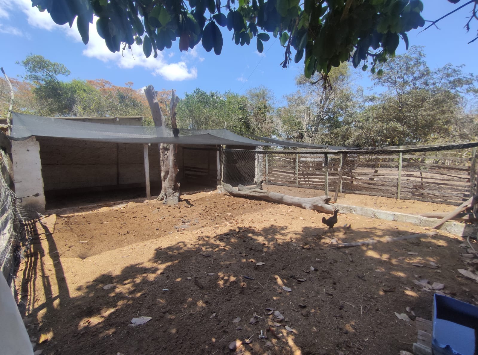 Sítio a venda na Lagoa das Flores com 2 casas, árvores frutíferas, poço artesiano, irrigação, baías para cavalos, tanque de peixe. Pertinho da ci - foto 16