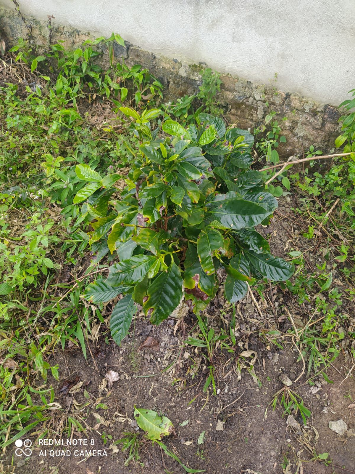 Fazenda 13,5 Hactare à Venda, Pau Brasil , Barra do Choça, BA - foto 17