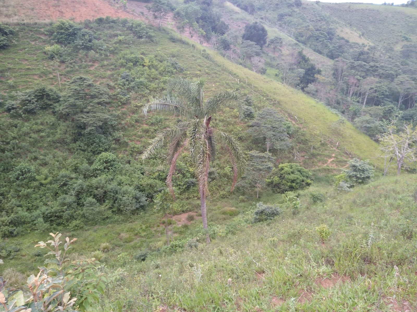 Fazenda 13,5 Hactare à Venda, Pau Brasil , Barra do Choça, BA - foto 2